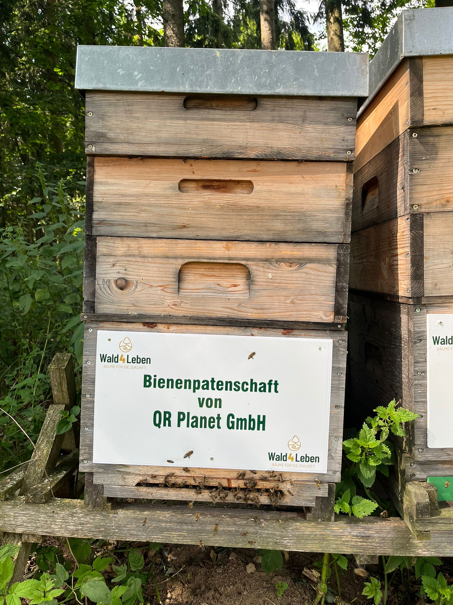 Fleißige Bienen bestäuben das Waldviertel
